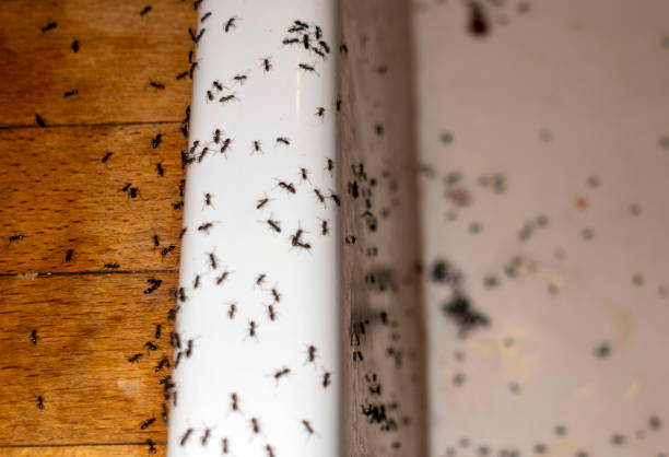 Best Spider Control Near Me  in Zillah, WA